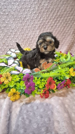Shih Tzu x Zwergpudel Welpen dürfen Mitte November umziehen