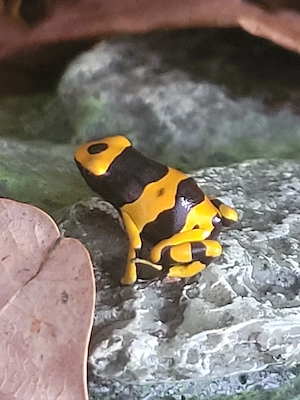 dendrobates leucomelas abzugeben 