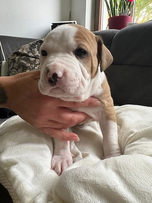 American Bully XL Welpen suchen ein liebevolles Zuhause 