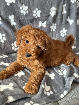 Toypudel sucht zuhause 