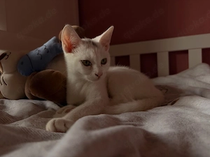 hauskatze sucht neues zuhause