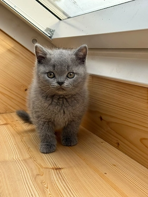 Wunderschöne BKH kitten 