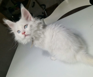 Maine Coon Kitten Kater