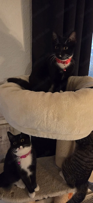 gerettete Katze "Lilo" zu vermitteln, hundeverträglich!