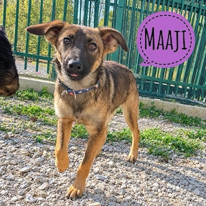 Maaji, wundersüße und liebe, kleinere Malinois Mix Hündin