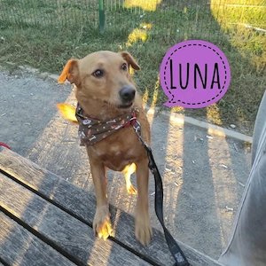 Luna, wundervolle und brave Mischlingshündin