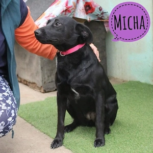Micha, lebensfrohe und schon gut erzogene Mischlingshündin, Labrador   Bracke