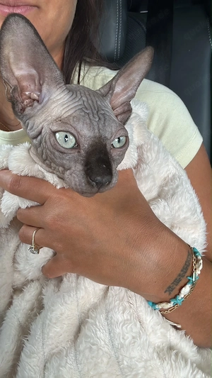 Sphynix Kater