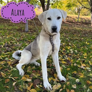 Alaya, wunderschöne Mischlingshündin, Kangal, Labrador, Polarhund