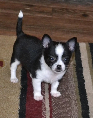 Liebenswerte Chihuahua-Dame sucht dringend eine Familie mit Herz**