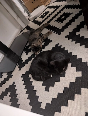 2 katzen zuverkaufen