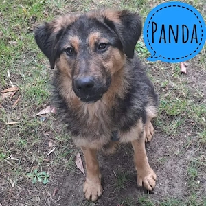 Panda, junger Traumhund, SH Mix, auf Pflegestelle in Frankfurt