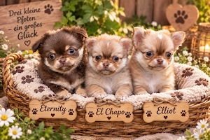 Traumhafte Chihuahua Langhaar Welpen 