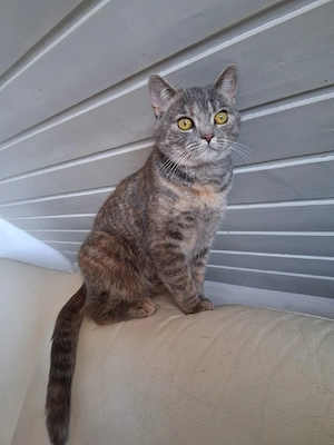 Hauskatze 