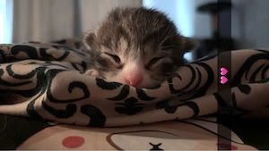 ich verkaufe meine katze 