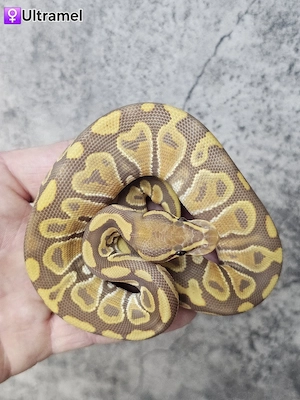 0.1 Ultramel Königspython, Python Regius 