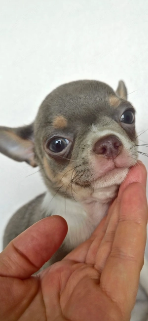 Chihuahua Welpen suchen liebevolle Familien