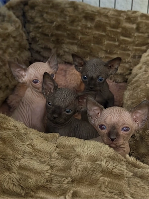 Canadian Sphynx Kitten