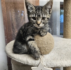 BKH Kitten 