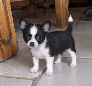 Süße Chihuahua Hündin sucht dringend ein neues Körbchen
