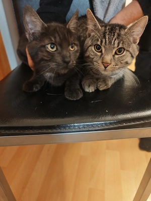    Geschwister-Katzen (7M) inkl. komplettem Zubehör abzugeben
