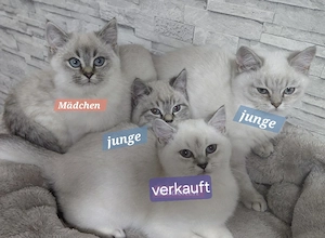 BKH. Bluepoint,  Silverschadet 