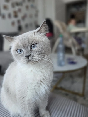 BKH Katze Blue Point 