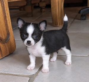 Liebevolles Chihuahua Mädchen im Kurzhaarkleid sucht Familie