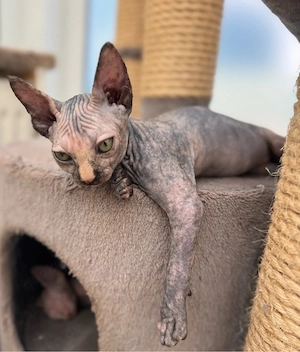    Reinrassige Canadian Sphynx Kitten mit Schnurrhaaren   