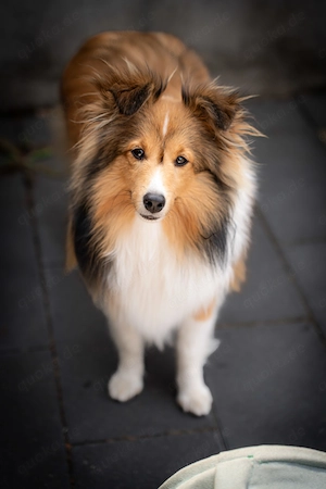 Sheltie rüde in liebevolle Hände