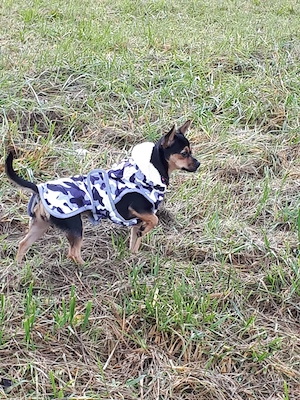 Suche Chihuahua Derry-Typ