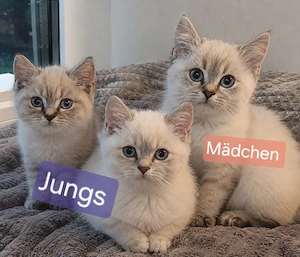 BKH Silverschadet und Goldschadet 