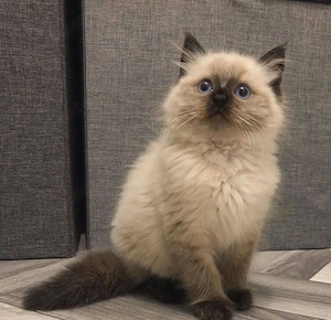 Ragdoll kitten 
