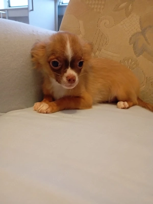 Süße chihuahua Welpen 
