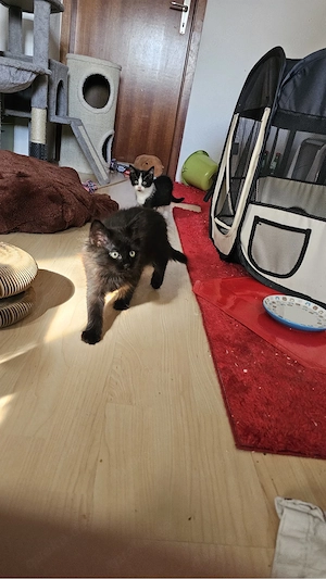 Armageddon und Pookie suchen gemeinsam ein liebevolles Zuhause