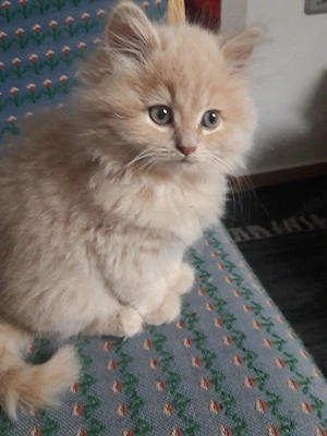 BLH kitten beige