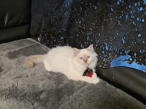 Heilige Birma Kater