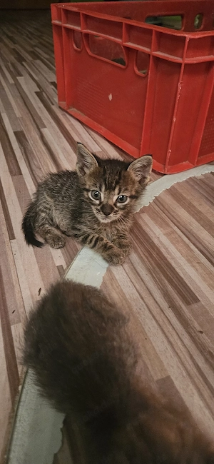 Süße Katzenbabys suchen ein liebevolles Zuhause   