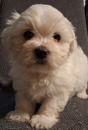 Maltipoo-Welpen suchen ihr zuhause