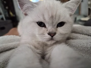 BKH Kitten abholbereit 