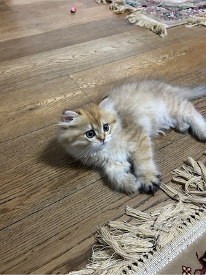 Katzen sucht vor lieb zu Hause