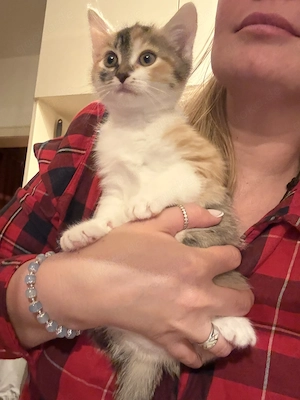 zuckersüße BKH-Mix Kitten suchen ihr liebevolles Zuhause