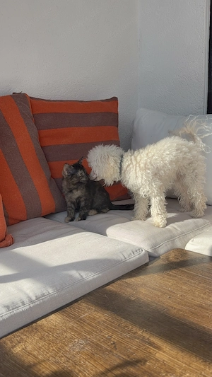 zuckersüße BKH-Mix Kitten suchen ihr liebevolles Zuhause