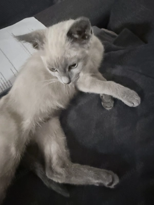 Reinrassige Siam Kitte abzugeben 