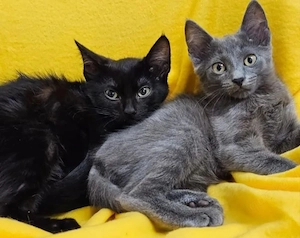 Candy & Cindy Mini-Flauschis suchen verkuschelte Familie