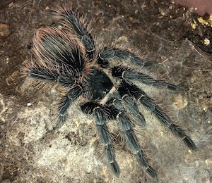 Vogelspinnen von klein bis groß