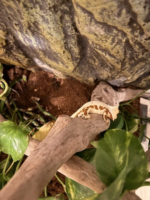 Kronengecko mit Terrarium