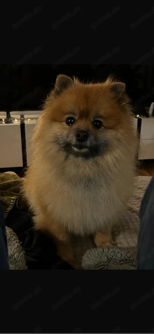 Spitz zu verkaufen
