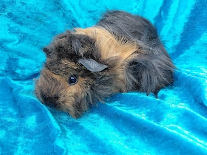 Meerschweinchen- Babys 8Wo