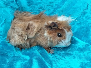 Meerschweinchen- Babys 8Wo